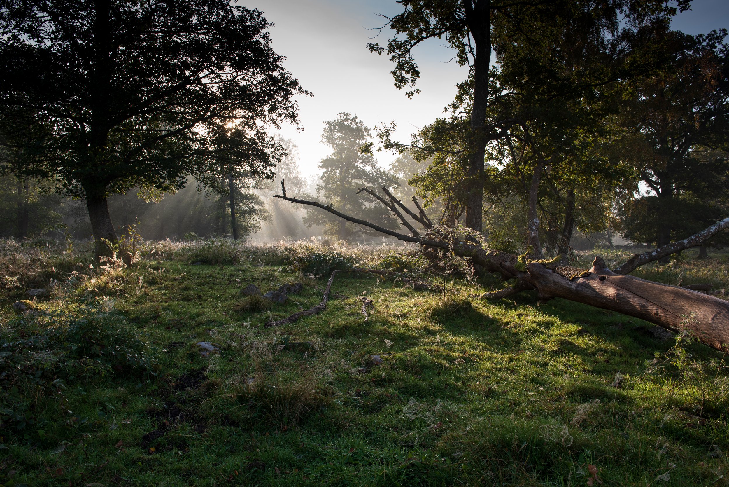 Natur & landskap