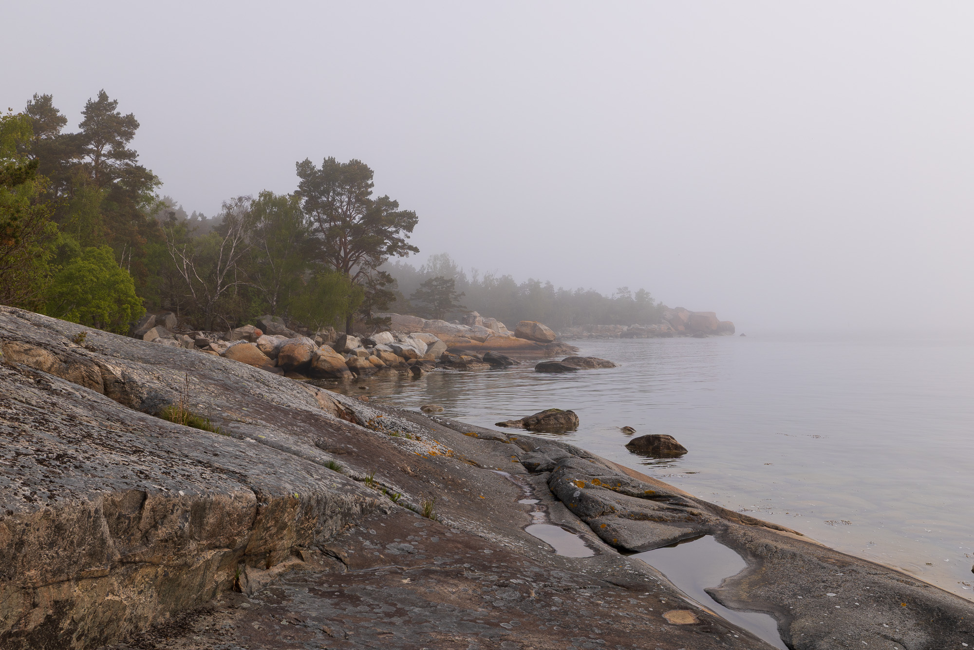 Tallar och klippor längs den stilla kusten i Stärnö-Boön Naturreservat