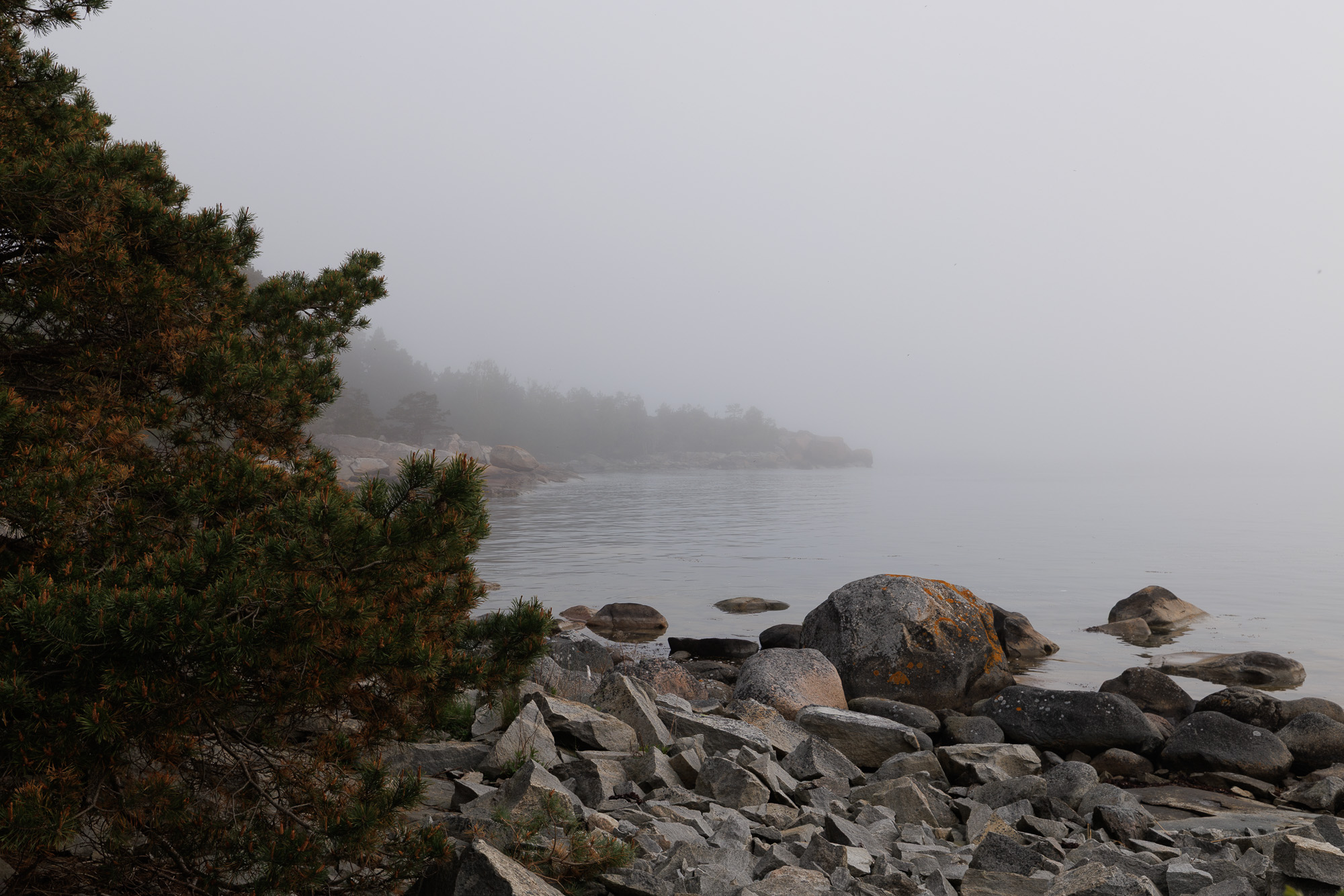 Tall vid stenig strand med dimhöljd udde i Stärnö-Boön Naturreservat