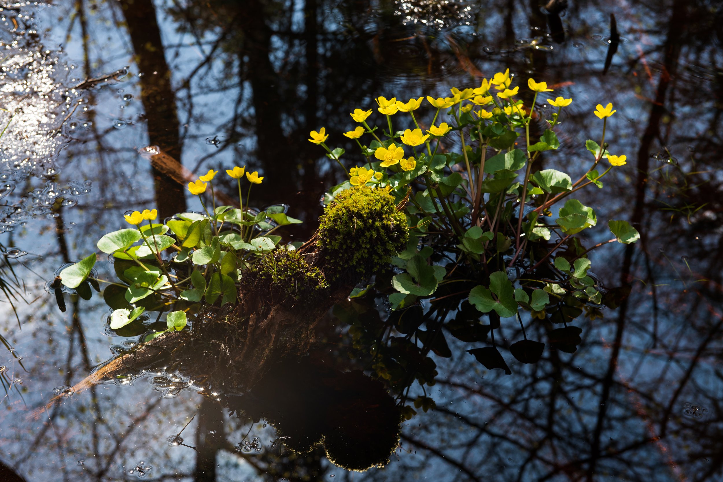Natur & landskap
