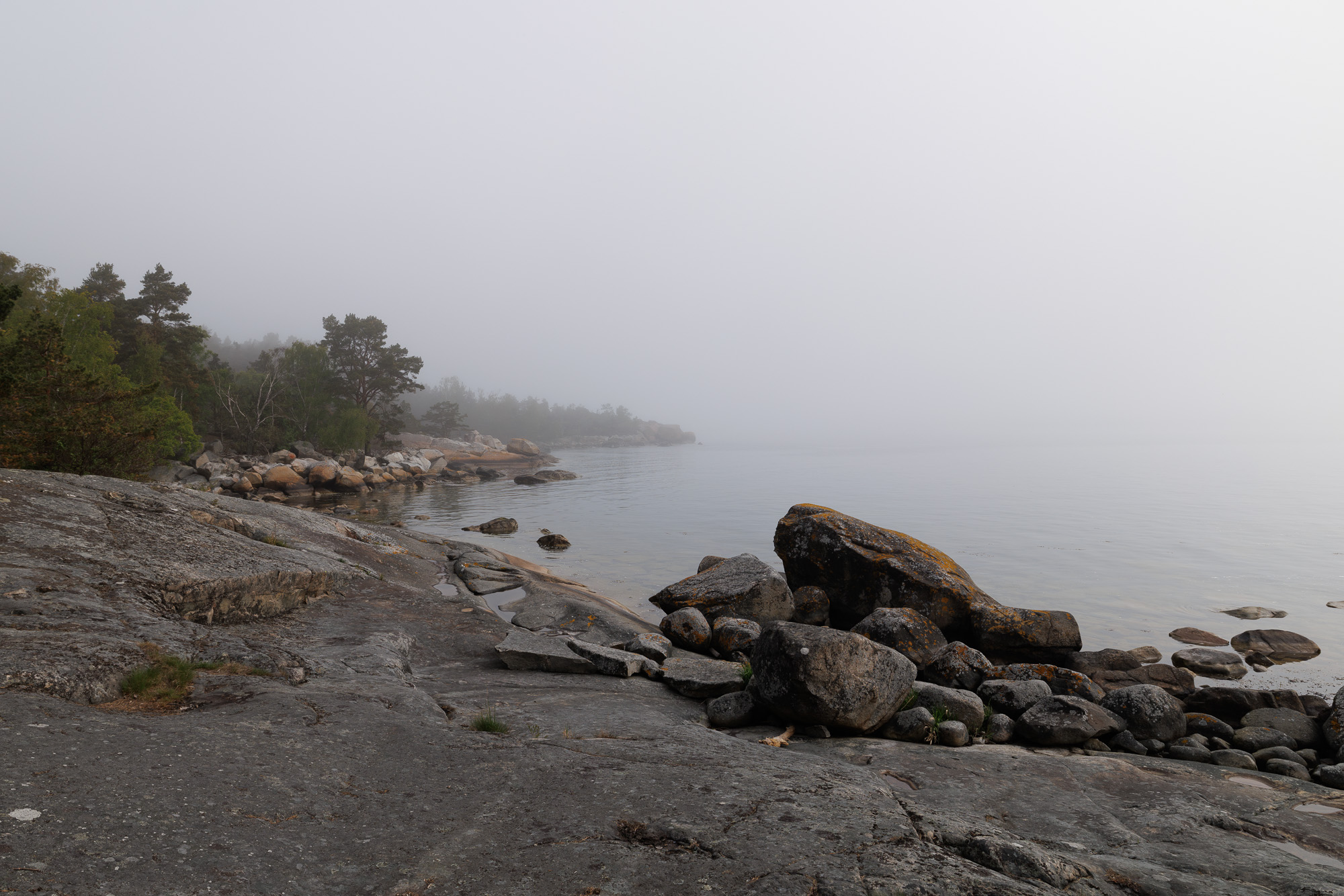 Klippstrand med tallar och dimma över havet i Stärnö-Boön Naturreservat