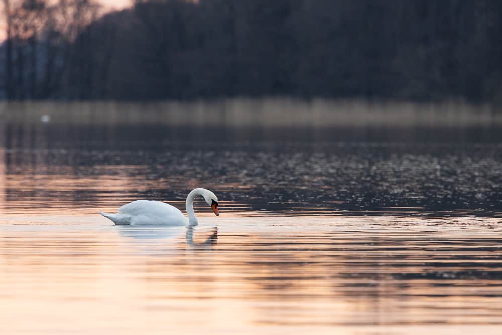 Ringsjön